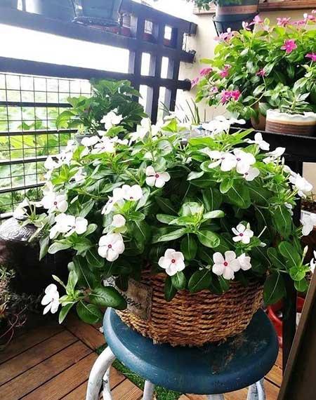 好看又容易养的花