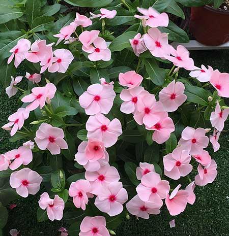 好看又容易养的花