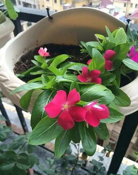 好看又容易养的花