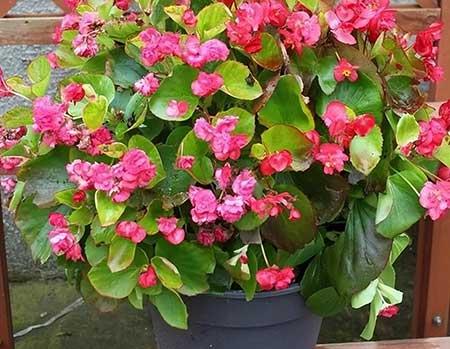 好看又容易养的花