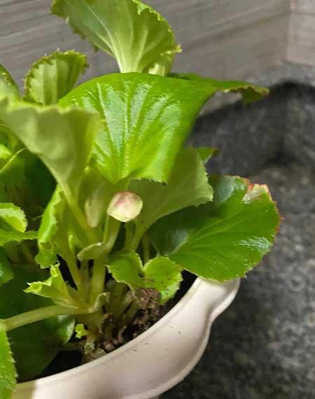 好看又容易养的花