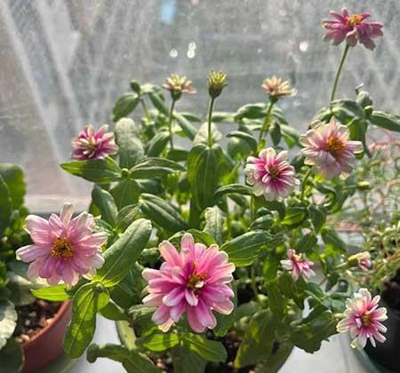 好看又容易养的花