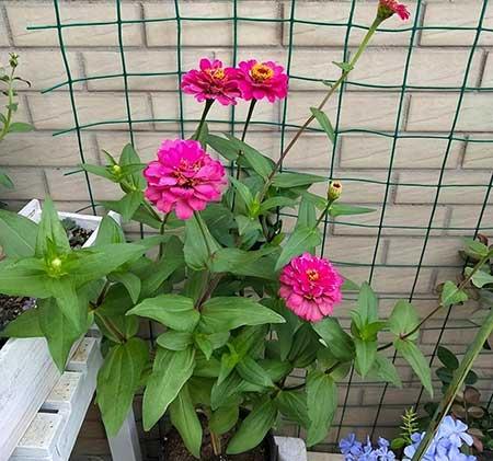 好看又容易养的花