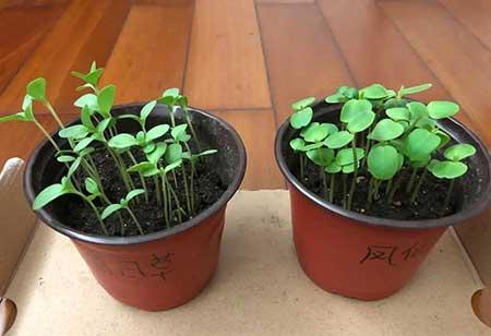 好看又容易养的花