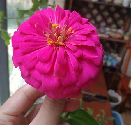 好看又容易养的花