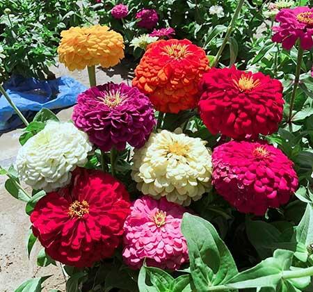 好看又容易养的花
