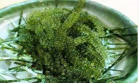 海葡萄植物怎么养