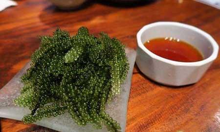 海葡萄植物怎么养