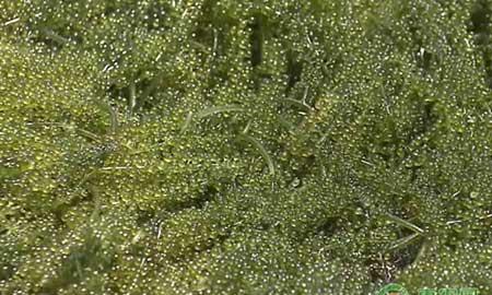 海葡萄植物怎么养