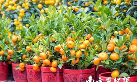 广东易养花卉