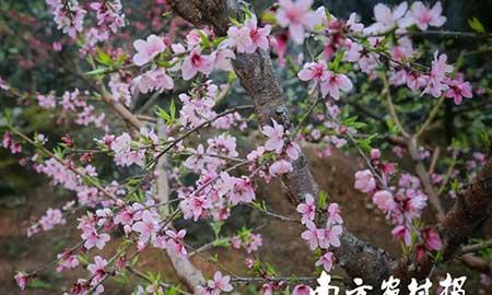 广东易养花卉