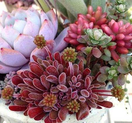 各种绿植的养殖方法