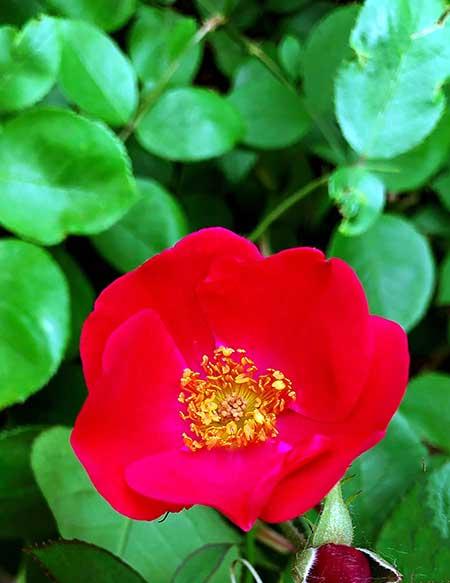 干养的花有哪些