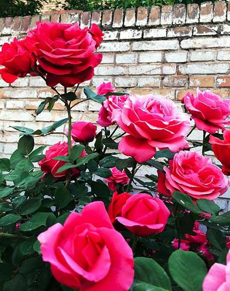 干养的花有哪些