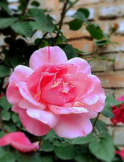 干养的花有哪些