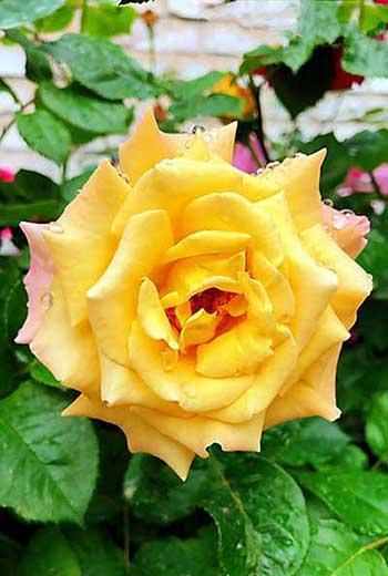 干养的花有哪些