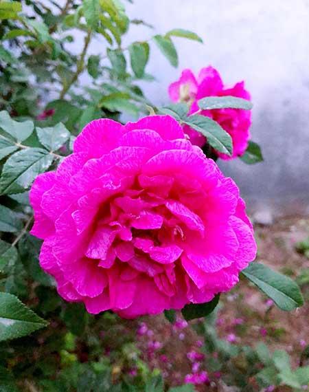 干养的花有哪些