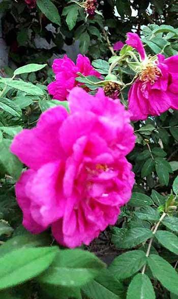 干养的花有哪些