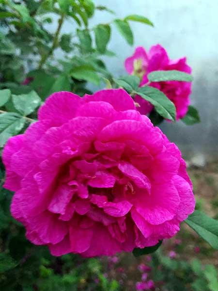 干养的花有哪些