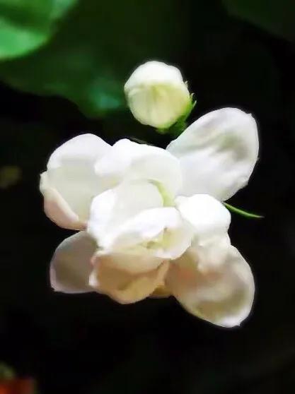 干养的花有哪些