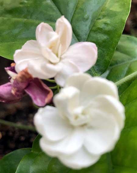 干养的花有哪些