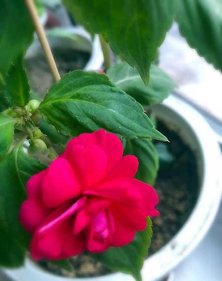 干养的花有哪些