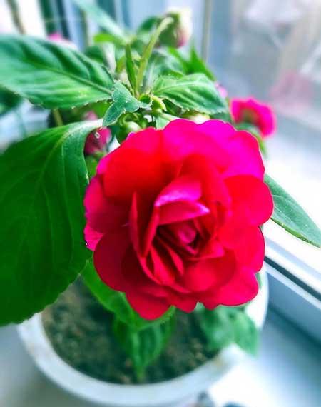 干养的花有哪些