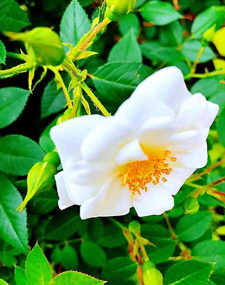 干养的花有哪些