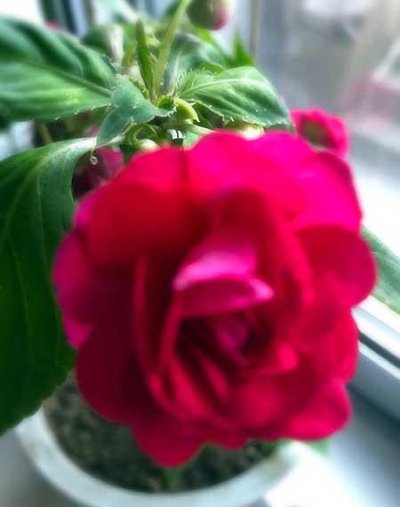 干养的花有哪些