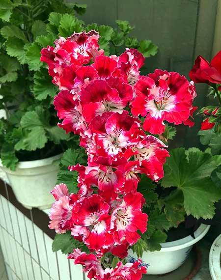 干养的花有哪些