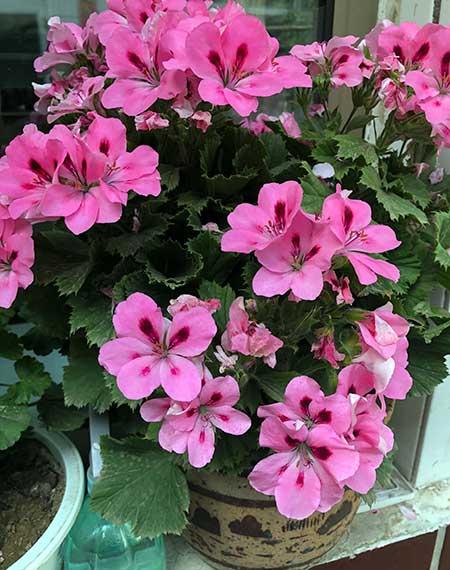 干养的花有哪些