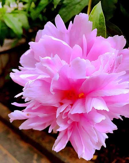 干养的花有哪些