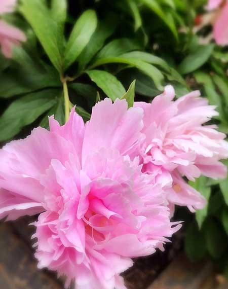 干养的花有哪些