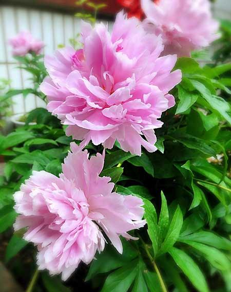 干养的花有哪些