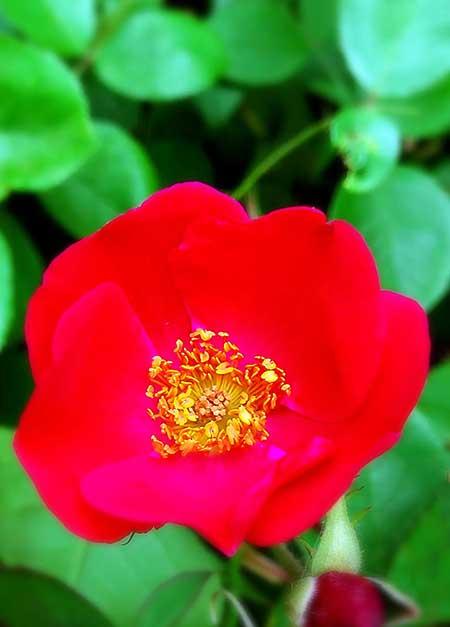 干养的花有哪些