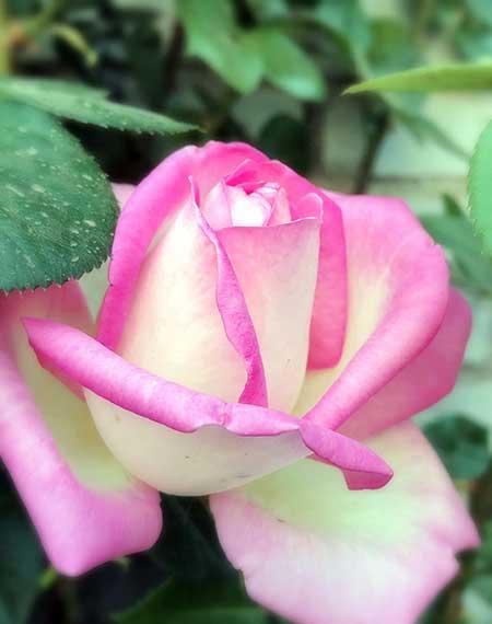 干养的花有哪些