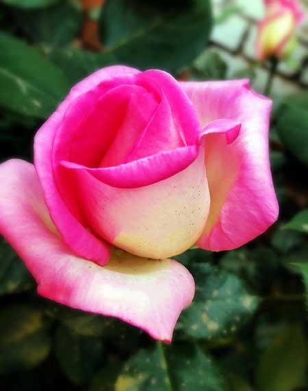 干养的花有哪些