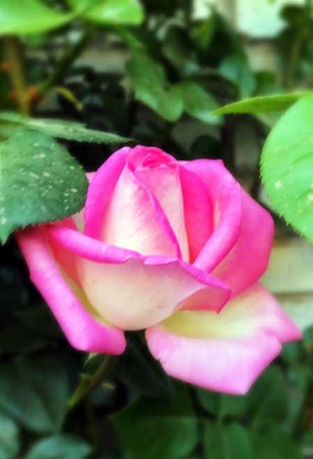 干养的花有哪些