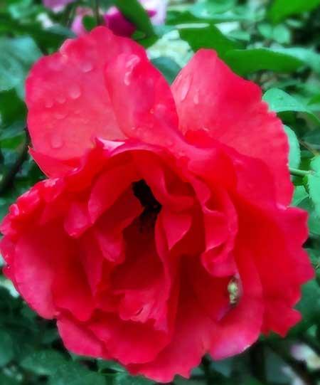 干养的花有哪些