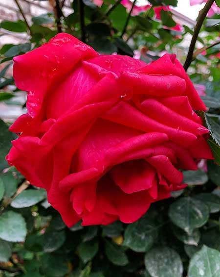 干养的花有哪些