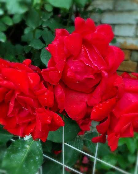 干养的花有哪些