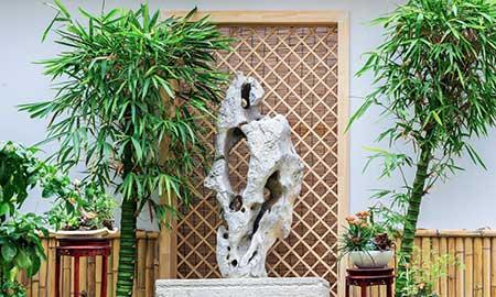 佛肚竹盆栽怎么养