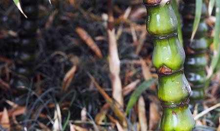 佛肚竹盆栽怎么养