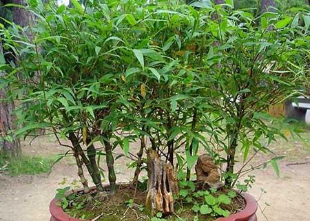 佛肚竹盆栽怎么养