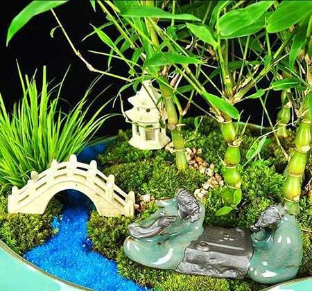 佛肚竹盆栽怎么养