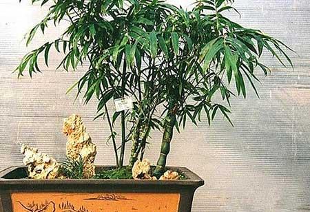 佛肚竹盆栽怎么养