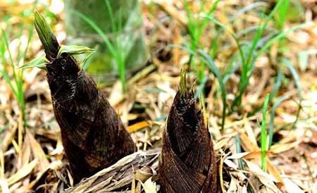 佛肚竹盆栽怎么养