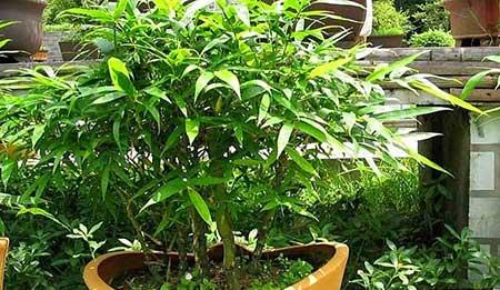 佛肚竹盆栽怎么养