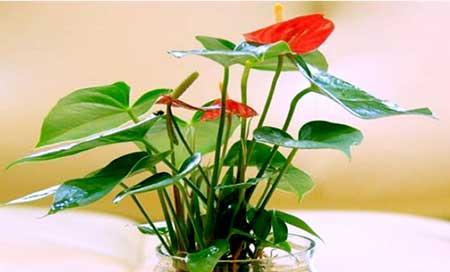 断根的花怎么养