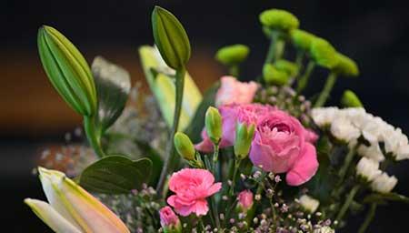 断根的花怎么养